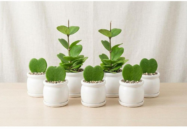 하트호야 행운의 하트다육이 제니오숲, C. 더블 하트호야 + 주렁주렁 하트호야(BEST)