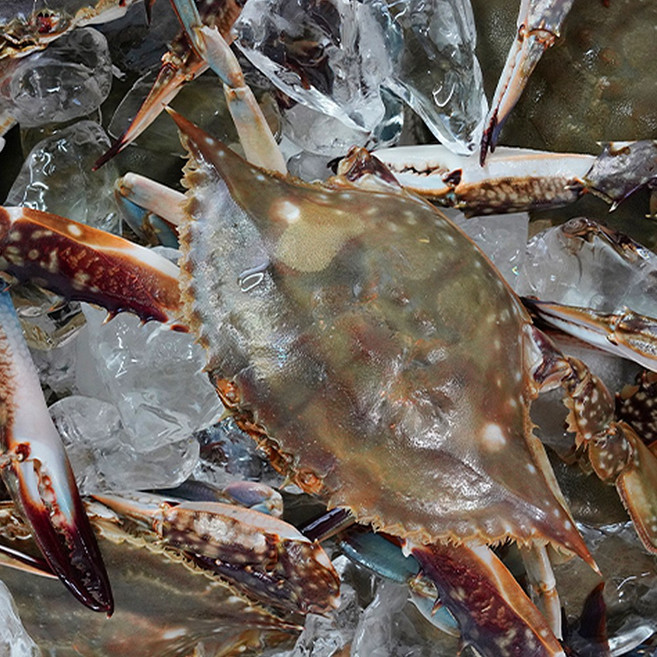 국내산 연평도 급냉 절단 암꽂게, 1개, 하프절단 암꽃게 4kg (24-40조각)