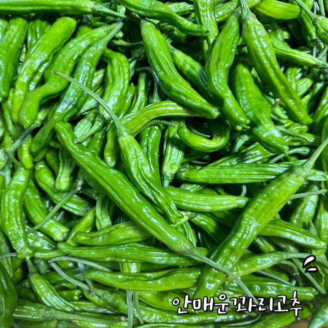 안 매운 꽈리고추 당일경매 특급 1kg 2kg 1개