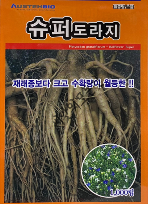 슈퍼도라지종근 35주 슈퍼도라지모종 슈퍼도라지씨앗재배, 1개