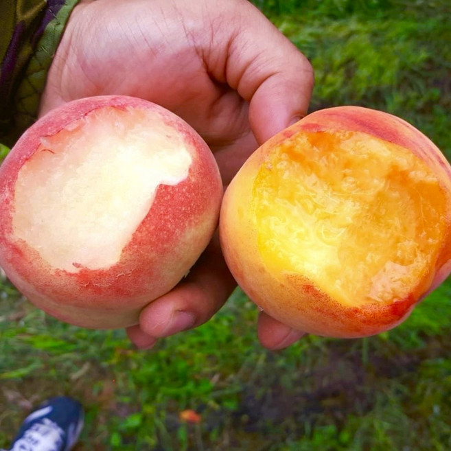 [타임세일] 16brix 과즙뚝뚝 황도 백도 말랑이 복숭아, 1박스, 백도 2kg(중소과)