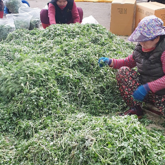 거문도 해풍쑥 500g 노지쑥, 1개