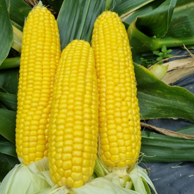 달콤한 냉동 초당 옥수수 10개, 1박스, 특상