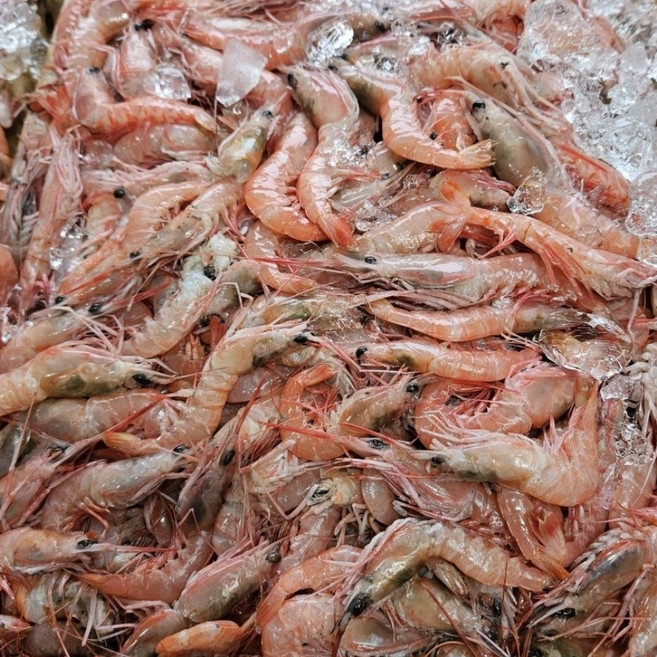 선주직송 달마새우 급냉, 1박스, 1kg (60미 내외)