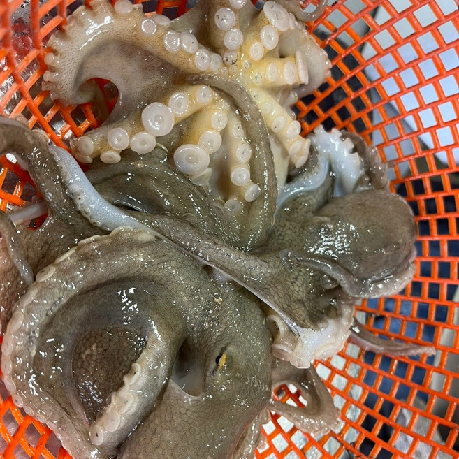 선주직송 국내산 알배기 활 쭈꾸미 주꾸미, 1박스, 생물 2kg