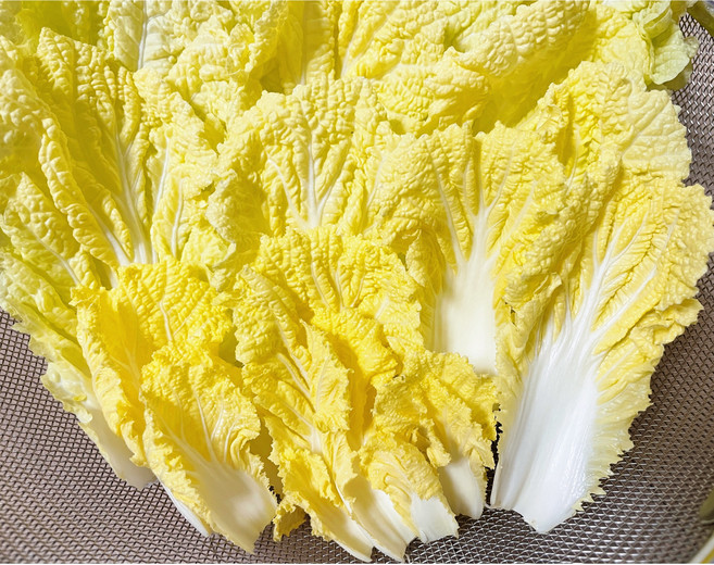 국내산 속이 꽉찬 알배기 배추 알배추 쌈배추, 2개, 600g