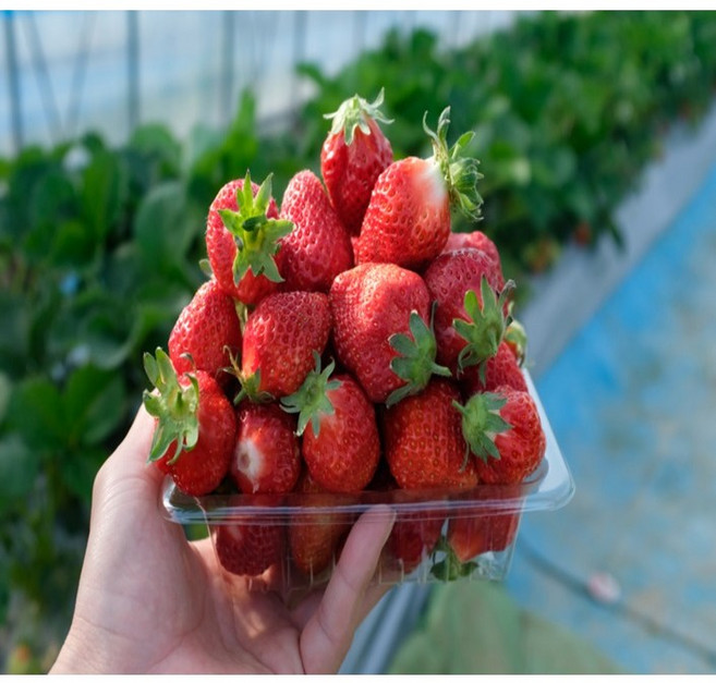 국산 제철 겨울딸기 설향 딸기 생딸기 생과, 1개, 대과 (350g 내외)