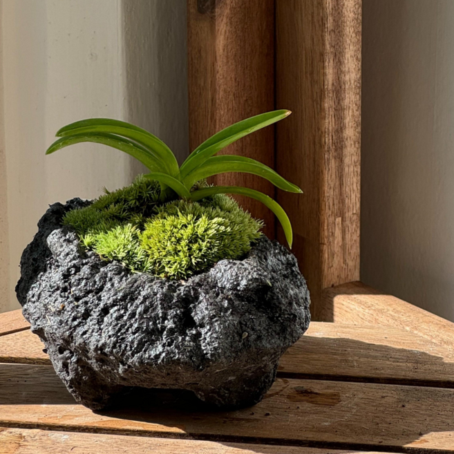 [수풀정경] 이끼와 돌 그리고 풍란, 소엽풍란, 1개