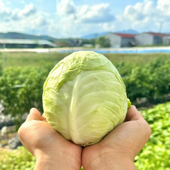 농산물마루 국내산 달콤이 미니 양배추, 1개, 700g