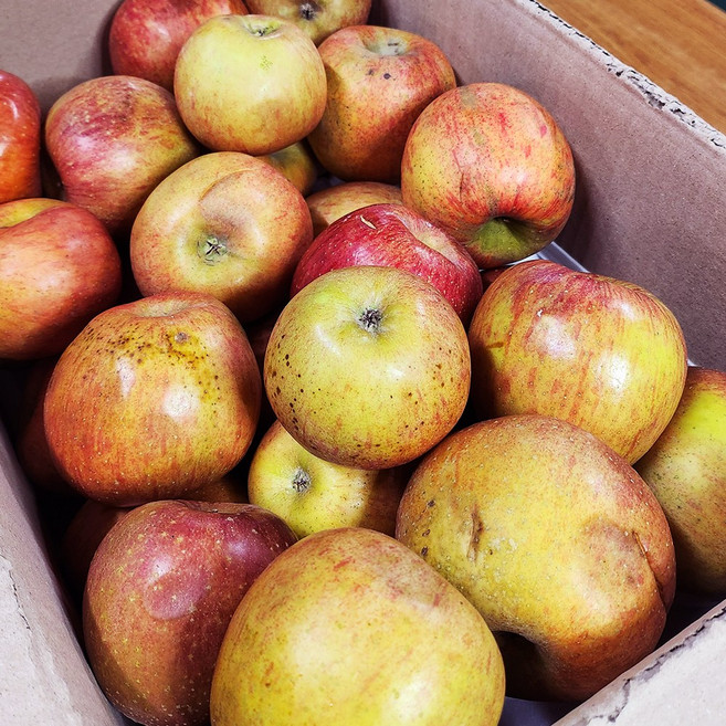 [산지직송] 안동사과 경북 고당도 못난이사과, 1개, 5kg