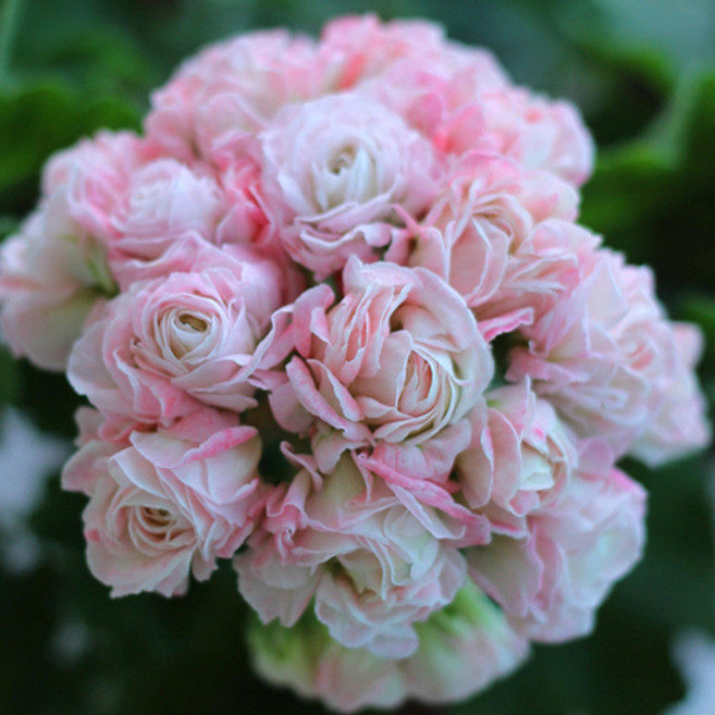 예쁜제라늄 러시아제라늄 4.21 (UV아마레티) 농장직송 페라고늄 펠라고늄 꽃모종, 1개