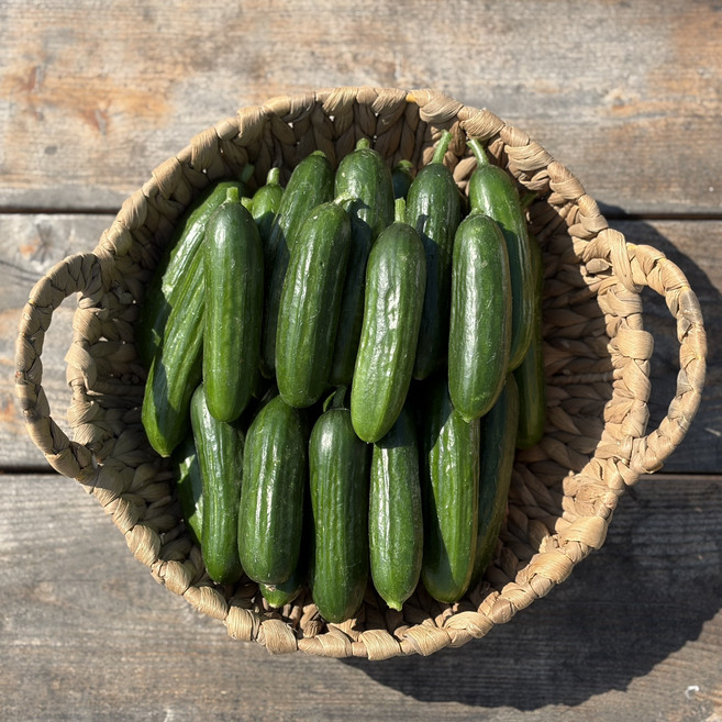 수분 가득 미니오이 피클 오이지 스낵 제철 간식용 1kg 2kg 3kg 5kg, 1박스, 클로렐라 미니오이 5kg