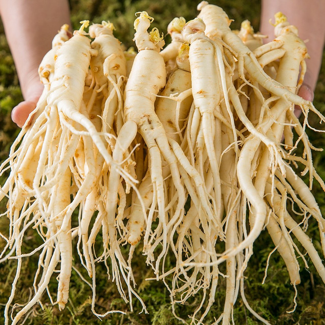 세척완료 난발삼 콩콩 인삼 명절 선물, 1kg