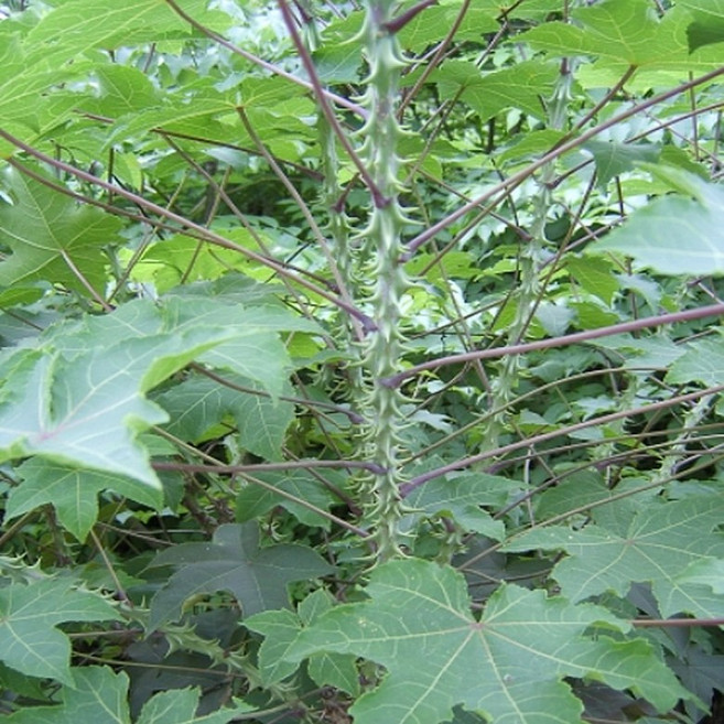 민엄나무 가시없는 엄나무묘목 2년생 나무묘목YS, 1개