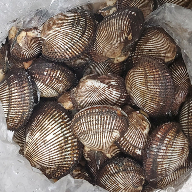 100% 국내산 뿔소라 통영 가리비 굴 당일수확, 피조개(피꼬막)1kg, 1박스