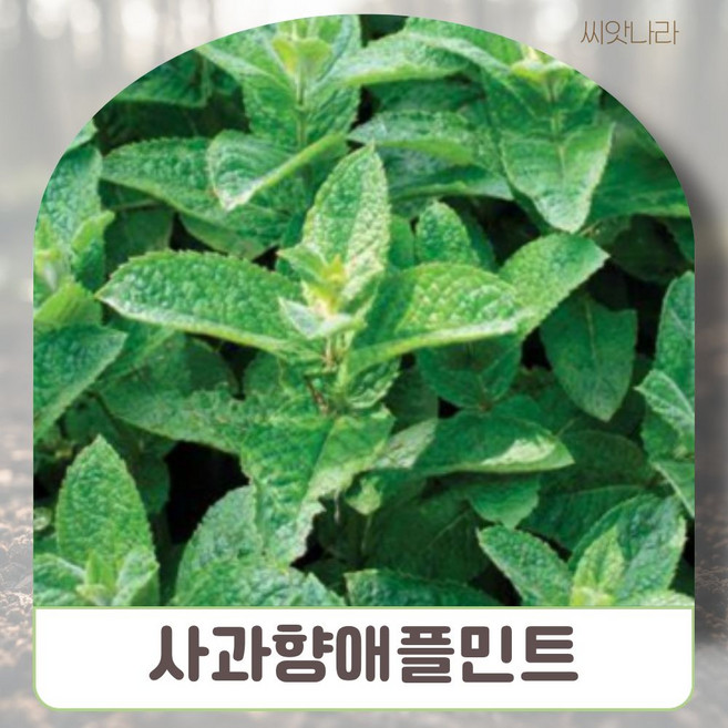 사과향 애플민트 씨앗 50립 나라 꽃씨 희귀 야생화 pur+234lG