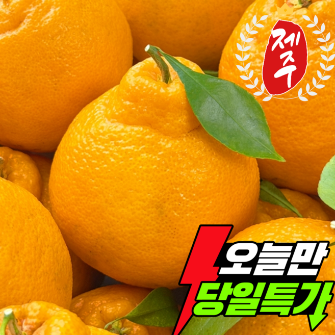 초특가 고당도 산지직송 제주 한라봉, 1박스, 10kg 랜덤과