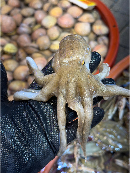 싱싱하고 야들야들한 서해안 알배기 생물쭈꾸미 1kg, 1개, 알배기생물쭈꾸미1kg