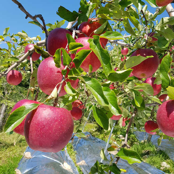 [한아름마켓] 문경 꿀사과 고랭지 부사 감홍 홍로사과, 5kg 한입사과, 1개