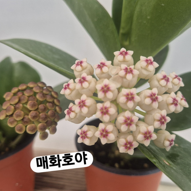 매화호야 파치클라타 호야 한몸에 꽃한송이확실합니다, 1개, 화이트