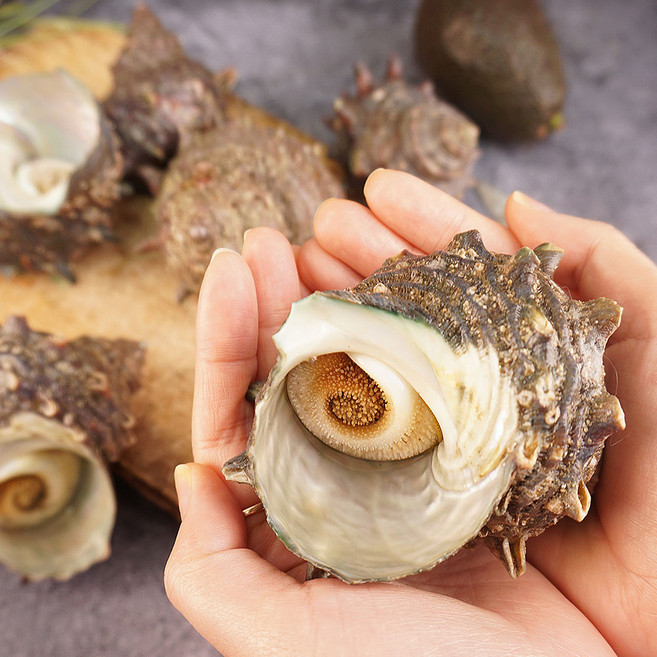 제철 시즌출하 시작 통영 홍가리비굴 당일작업 조개구이찜, 1박스, 자연산 뿔소라1kg