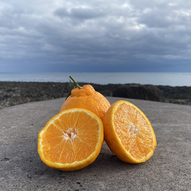 쓰리제이 [제주도 위미 효돈] 고당도 프리미엄 한라봉 소과 2kg (8과내외) 15brix 이상, 1개, 소과 2kg (8과 내외)