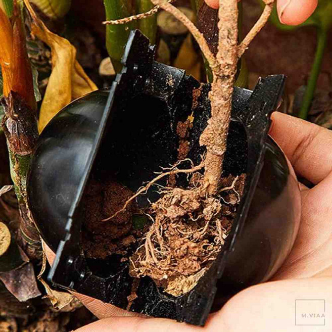 풀드림몰 식물 뿌리 성장 볼포트 삽목 뿌리 내리기 M 8cm 삽목용포트, 투명