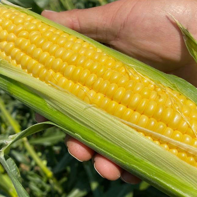제주도 생초당옥수수 고당도20brix 15cm, 20개, 240g