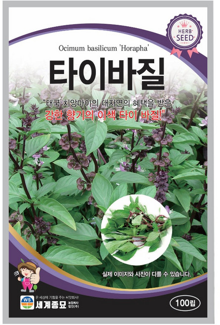 스위트 타이 바질 와일드루꼴라 씨앗, 타이바질