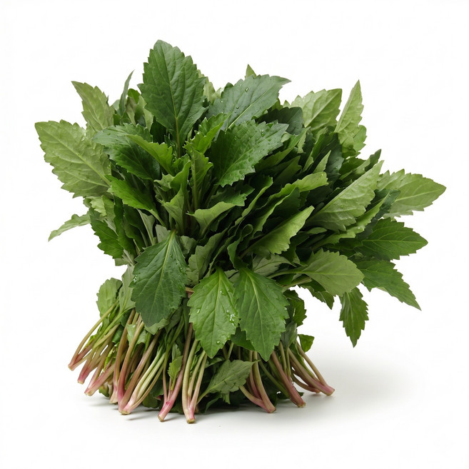 노지 울릉도 생취나물 1kg 참취나물 생 취나물 부지깽이 1개 식사 한식 점심시간 정식 외식 집밥