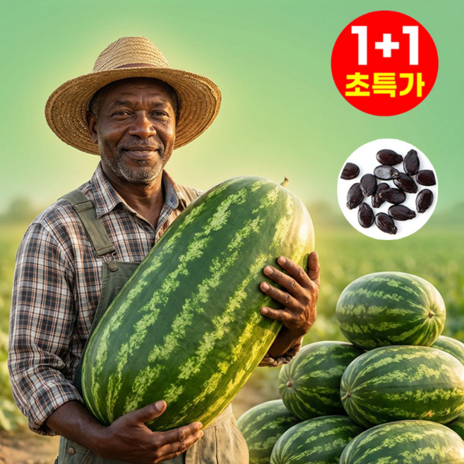 비유전자변형 초고당도 다수확 수박 씨앗 엄지수박 씨앗 수박 씨앗, 60알*2