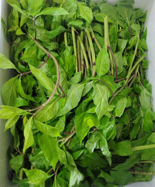 국내산 냉동 삶은 오가피순 가시오가피순 오가피나물 봄 제철 나물 산나물 냉동 오가피나물 냉동나물, 1kg, 1개