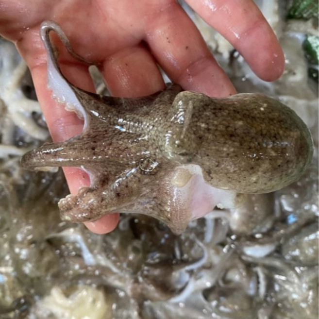 [산지직송] 국산 생물 쭈꾸미 서해안 활쭈꾸미 1kg 알배기 봄쭈꾸미 알쭈꾸미, 활쭈꾸미 2kg, 1개