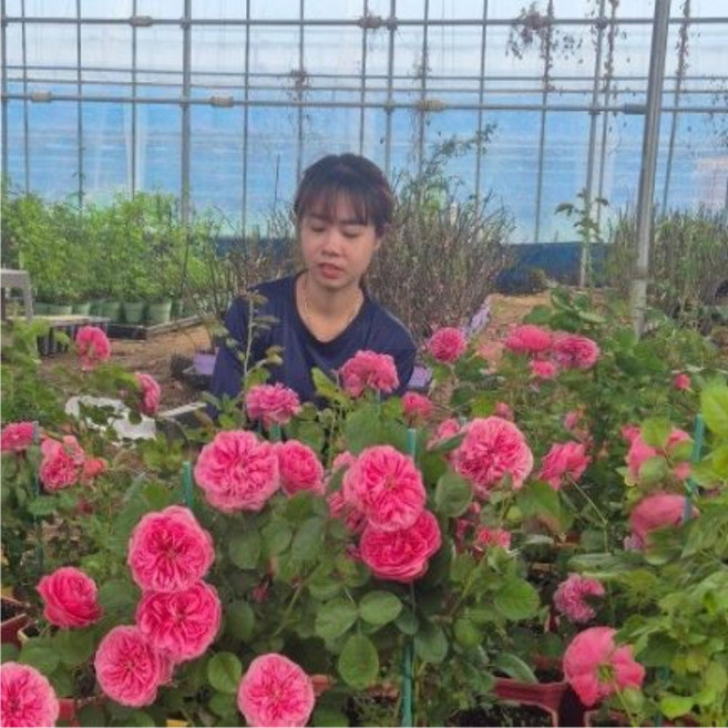 유럽 사계 넝쿨 장미나무 안젤라 덩굴 장미 묘목 3년포트 사하라 스칼렛 네오나르도다빈치 장미, 레오나르도 다빈치 3년포트 상묘