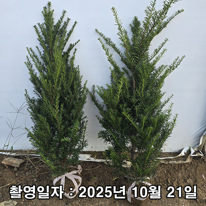 착한가격 나무생각 / 주목나무(수벽용) / 1m(전후), 1개, 주목나무