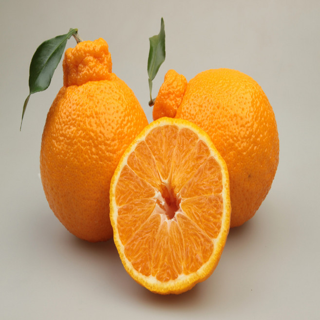 한라봉 제주도 겨울간식 감귤 귤선물세트, 1박스, 한라봉 선물용 2kg 대과(3-6과)