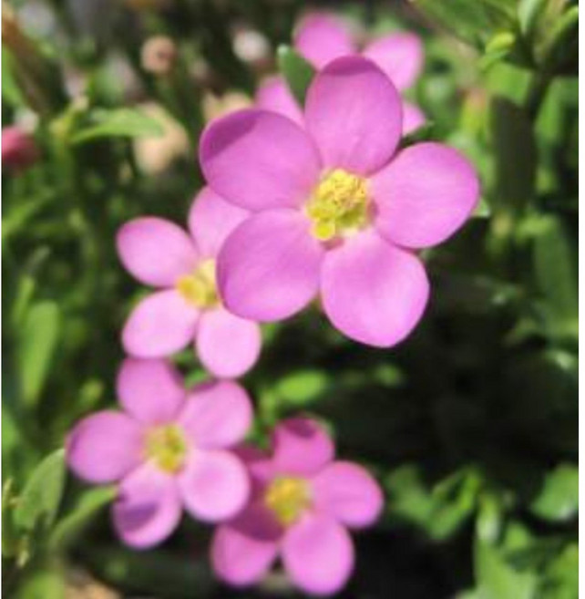 야생화피어나라플라워 애기용담 (1Set 3포트), 1개