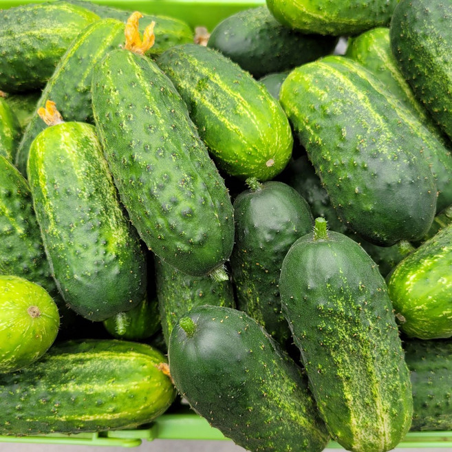 국내산 산지직송 단단해서 더 아삭하고 수분가득한 미니오이 1kg/2kg/3kg, 1kg, 1개