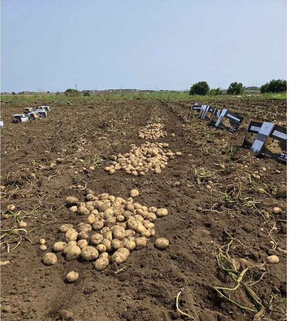 비세척 제주 최남단 구좌 햇감자, 1박스, 5kg