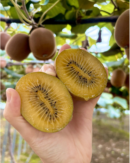 퍼니농장) 고당도 슈퍼점보 골드키위(110g이상) 감황 농장직송(원산지:국산-경북 고령), 1박스, 3kg