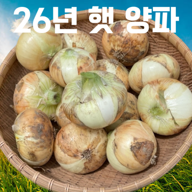 [단독특가] 26년첫출하 아삭달달 전남무안 햇양파, 1개, 10kg