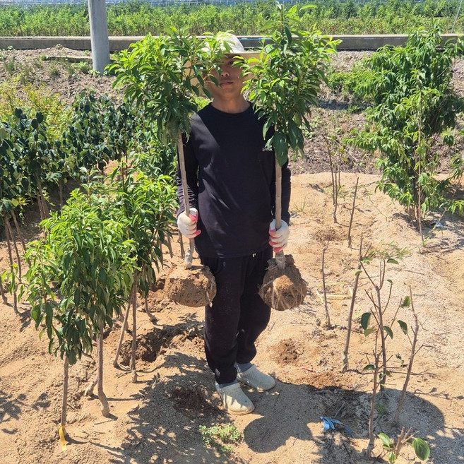 꿀딱딱이 3년 복숭아나무 묘목 중생 유명 특묘 황도 신비 복숭아, 꿀딱딱이 뉴유명 3년, 1개
