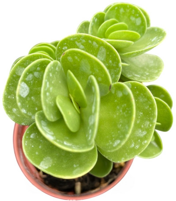 萬花叢 多肉植物【雲葉聚財】古木盆栽 療癒系盆栽 辦公室盆栽, F, 1個