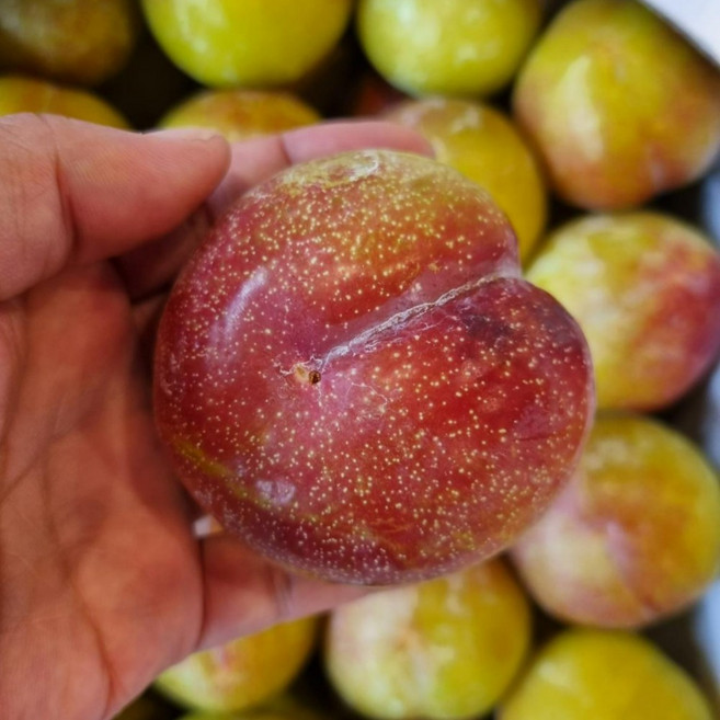 새콤달콤 김천 자두, 1개, 5kg