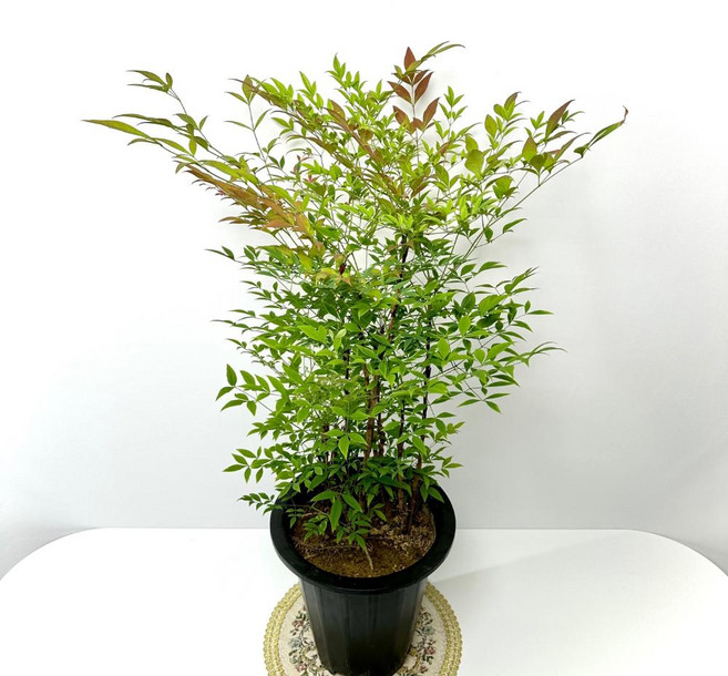 소담꽃농원 <신상품 입고 대품남천> 남천 나무 묘목 1개