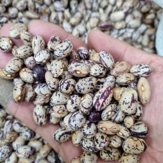 햇 국산 말린 강남콩 1kg 혼합 강낭콩, 1개