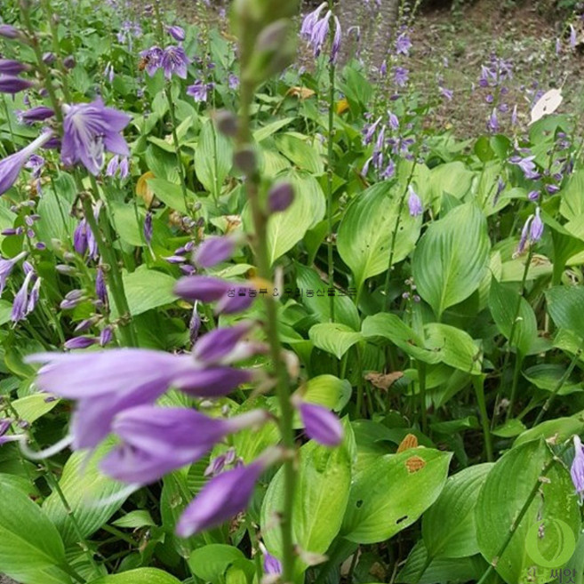 비비추 삽수 10포기, 10개