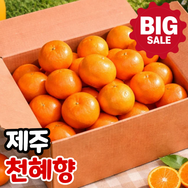 [오늘특가] 100박스한정 초고당도 제주 천혜향, 1개, 3kg