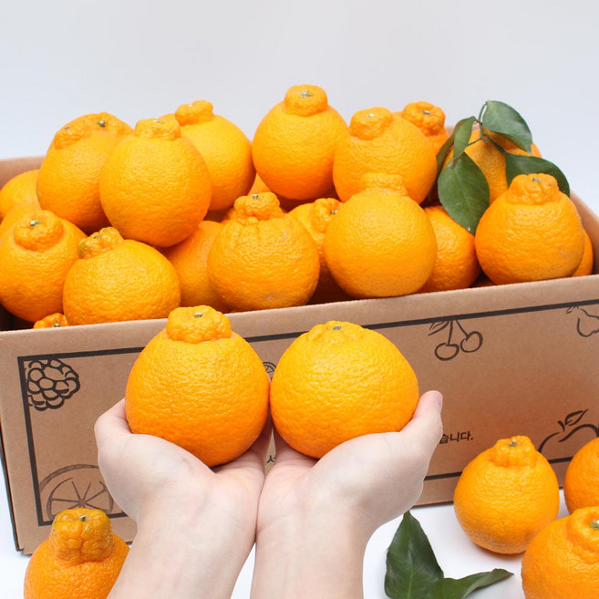 세상모든농부 고당도 제주 노지 한라봉 만감류 가정용, 1박스, 노지 한라봉 10kg 혼합과