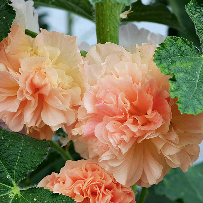 접시꽃 더블 샤모아 베이지브라운 대형종 10립 꽃씨, 1개